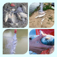 Red de enmalle de pesca con trampa de cebo de muelle
